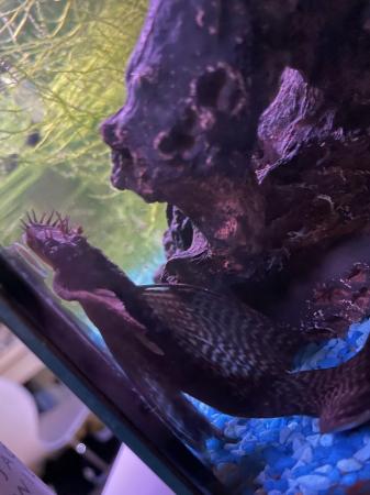Image 5 of 3-4 year old male pleco.