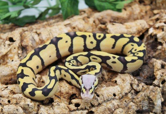 Preview of the first image of Cb23 Firefly Desert Ghost Royal Python.