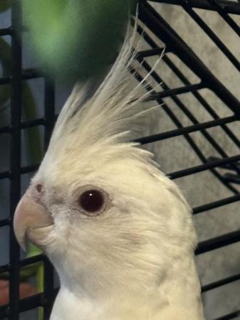 Image 3 of 3 months old Albino cockatiel with cage