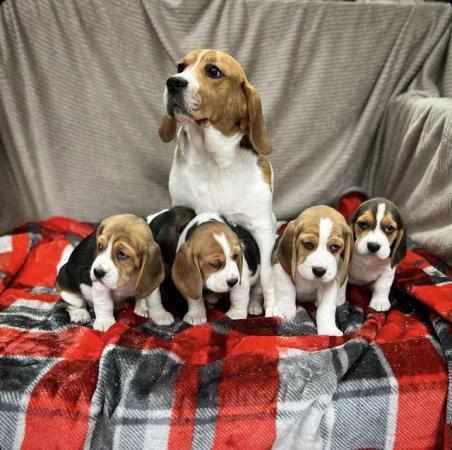 Image 15 of STUNNING CHUNKY KC BEAGLE PUPPIES READY NOW