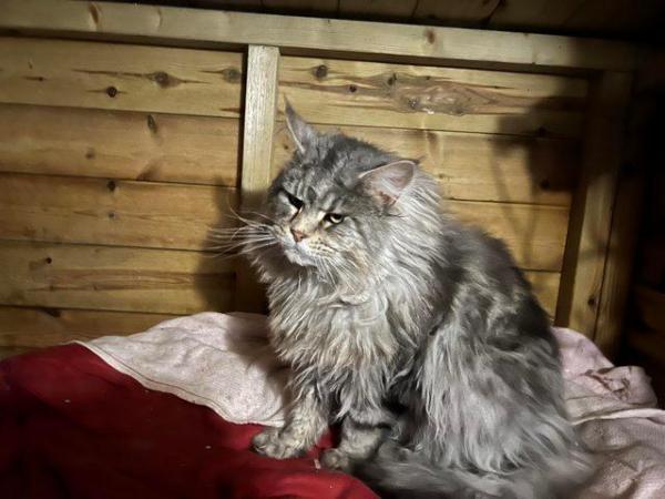 Image 2 of maine coon tomcat for stud available