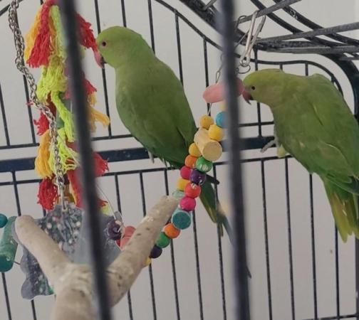 Image 1 of 12 months old male and female indian ring parrots