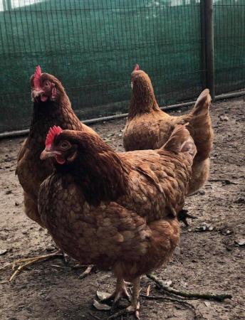 Image 2 of Point of lay chicken or older and laying chicken for sale