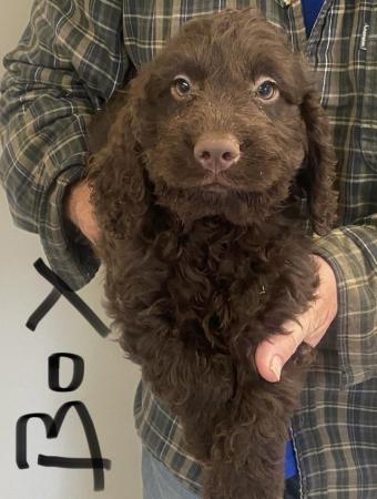 Image 4 of Cockapoo boy puppy for sale