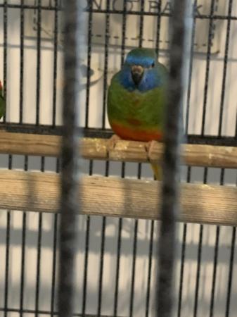 Image 5 of Splendid parakeets and Elegant parakeet