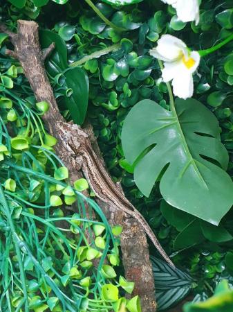 Image 1 of Young male orange stripe gargoyle gecko