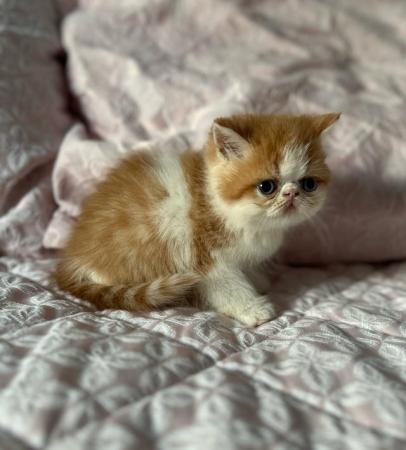 Image 16 of Exotic shorthair kittens