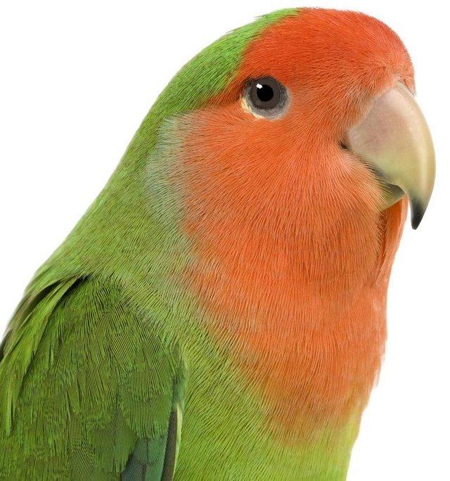 Preview of the first image of Pet Birds for sale parrots to finches.