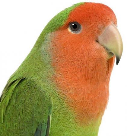 Image 1 of Pet Birds for sale parrots to finches