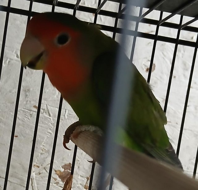 Preview of the first image of Lovebird Rosy-faced Lovebird.