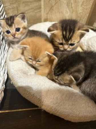 Image 9 of Scottish straight pedigree kittens