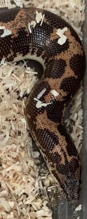 Image 2 of 2 year old male Sand Boa.