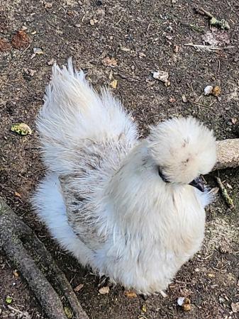 Image 8 of Silkie Bantam hens various colours