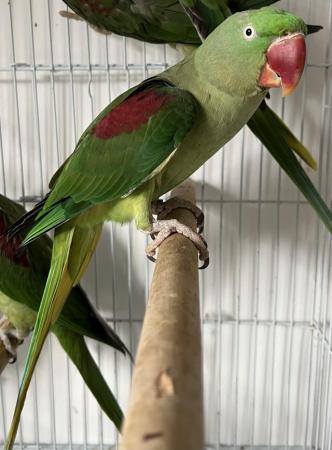 Image 7 of Beautiful Big Tame & Breeding Alexandrine Talking Parrots