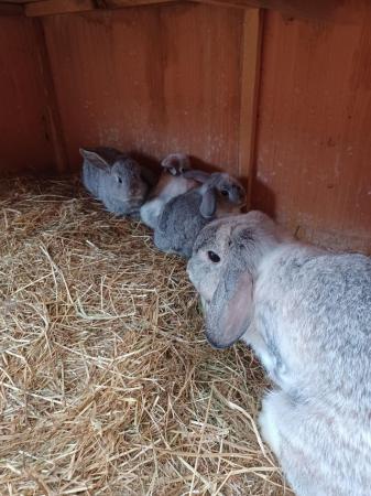 Image 3 of Baby lop buck stoke on trent