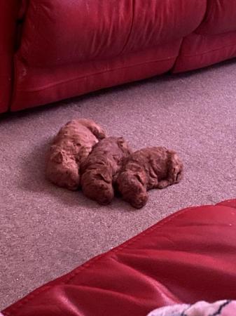 Image 2 of 7 week old red TOY poodle puppies