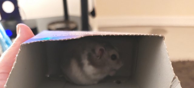 Preview of the first image of 5 months male dwarf lovely hamster.
