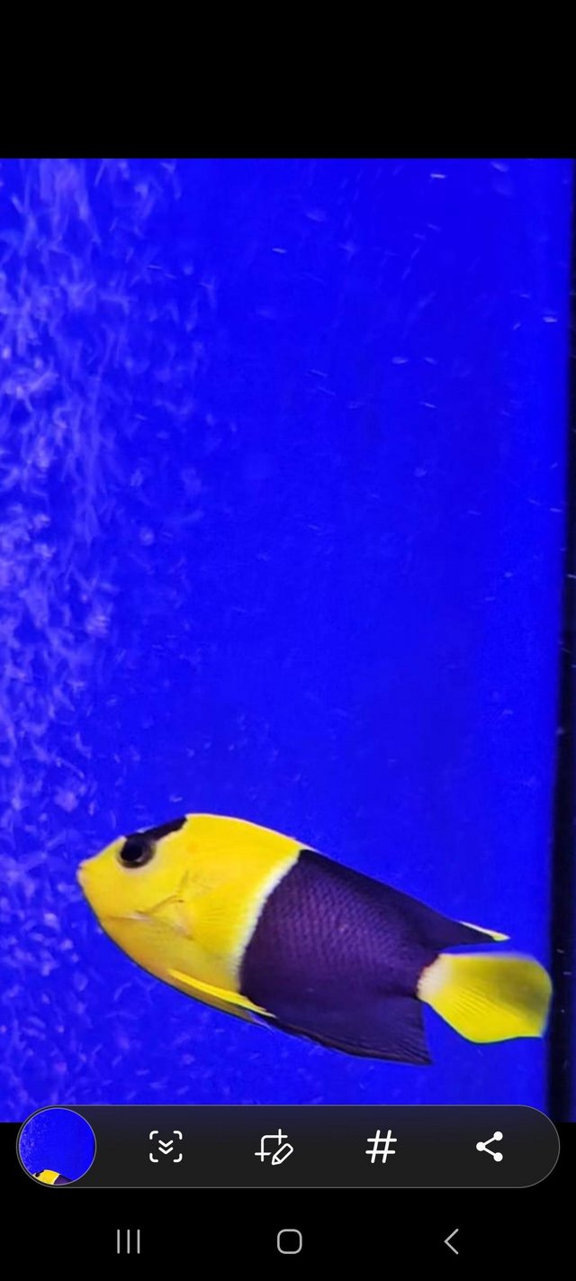 Preview of the first image of Bicolour Angel Marine Fish.
