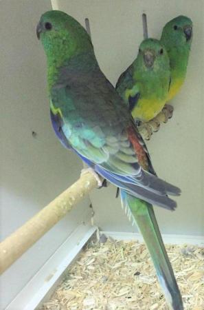Image 1 of wanted rump parakeet in the Swindon area