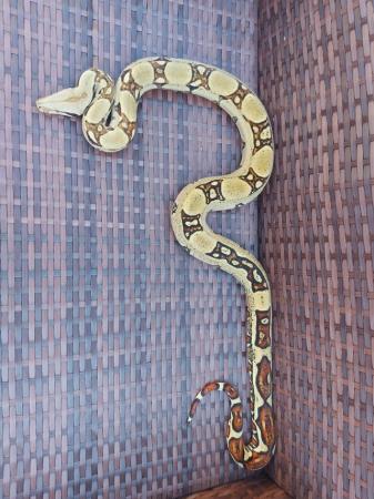 Image 1 of Boa imperator babies 2021 jungle harlequin