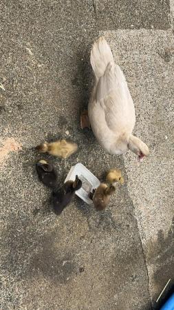 Image 1 of Ducklings Muscovy x runner
