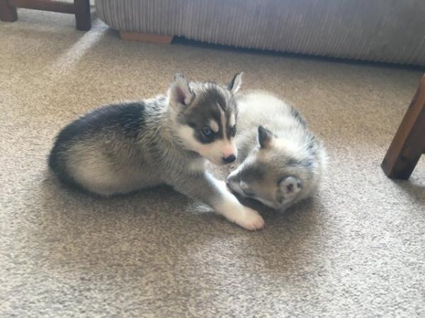 Image 23 of Gorgeous Siberian husky puppies for sale!