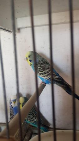 Image 3 of Lovely budgies for sale