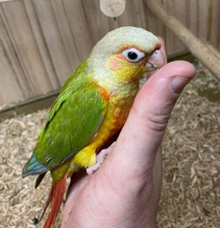 Image 4 of Conures Now Available - Hand Tame and Hand Reared