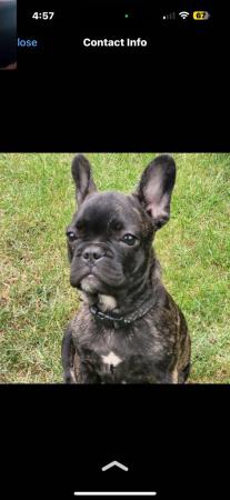 Image 2 of French bulldog for STUD!!