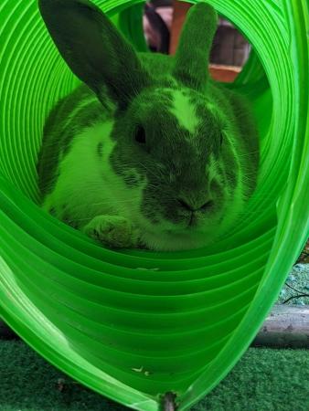 Image 7 of 2 rabbits for sale one female English lop ,one male Rex