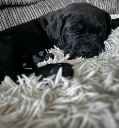Image 3 of 8 weeks old chunky cane corso pups