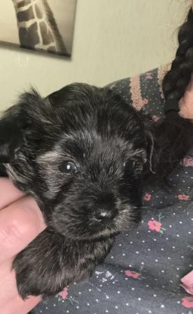 Image 4 of Lhaso chipoo puppies for sale