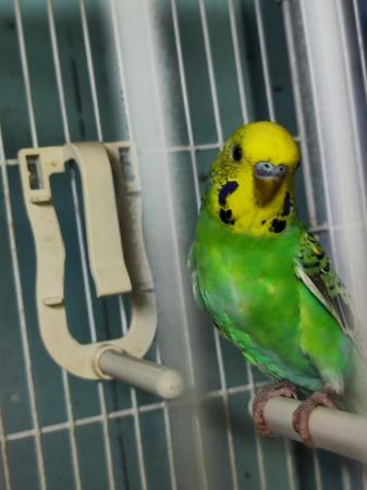 Image 5 of baby budgies for sale, very friendly.