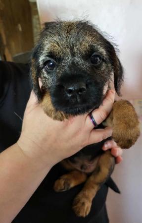 Image 10 of READY TO LEAVE KC registered Border Terrier Puppies
