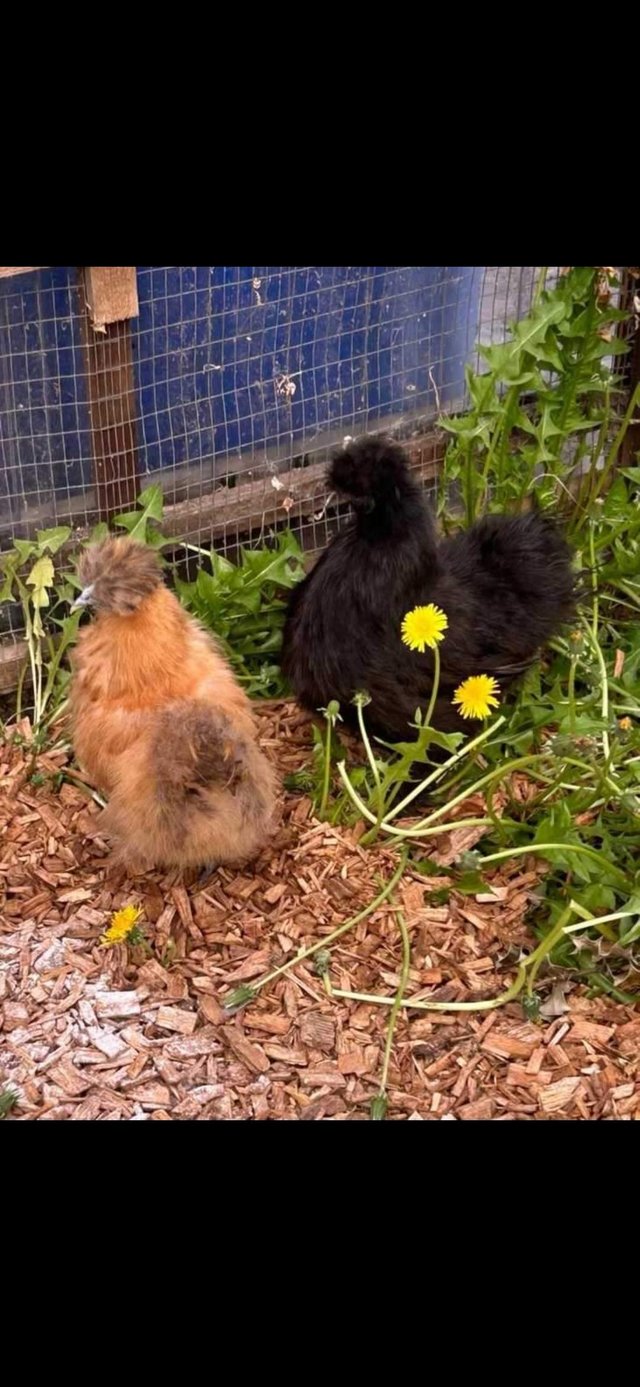 Preview of the first image of Point of lay Silkie Hens.