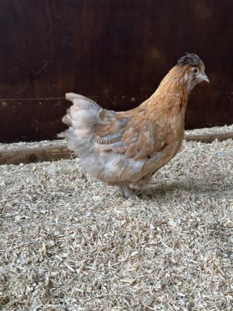 Image 6 of Young bantam hens, variety of colours and breeds