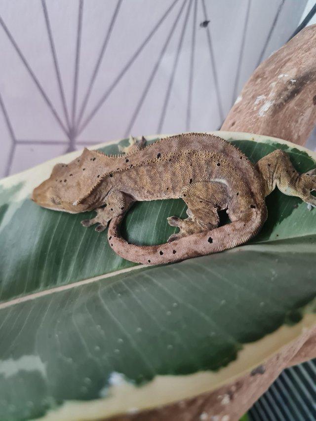 Preview of the first image of CRESTED GECKO..........................