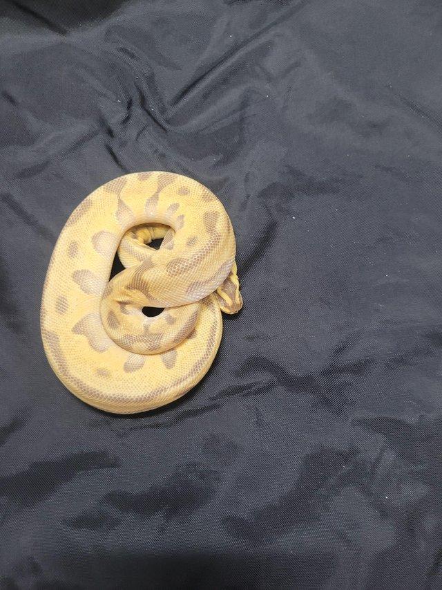 Preview of the first image of Cb23 female super pastel, leopard , enchi royal python.