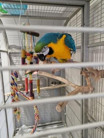Image 6 of Rico Blue and gold macaw male parrot + big cage + pertch
