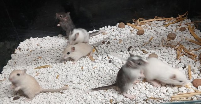 Image 6 of Baby Gerbil's , Males and Females