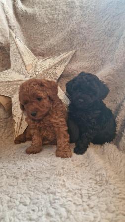 Image 6 of Super Tiny Pedigree Toy Poodles Puppies
