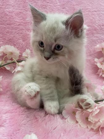 Image 7 of Stunning Ragdollblue / lilac lynx boy one now reserved