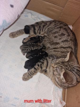 Image 11 of Gorgeous maine coon X kittens ready to go now!!