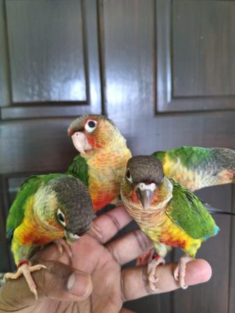 Image 2 of Handreared tame baby yellowsided green cheek conures - Males