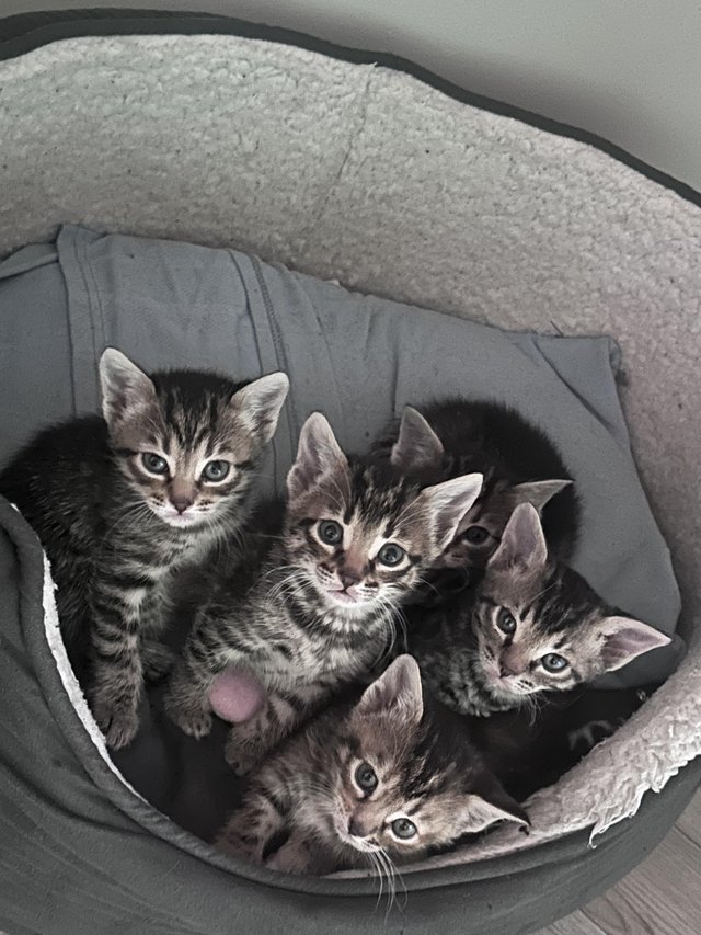 Preview of the first image of 9 weeks old bengal/spyinx kittens.