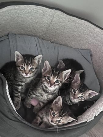 Image 1 of 9 weeks old bengal/spyinx kittens