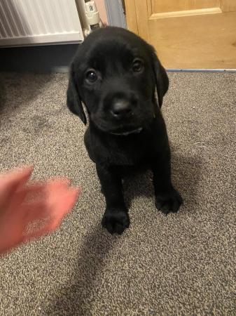 Image 10 of Beautiful Labrador pups for sale