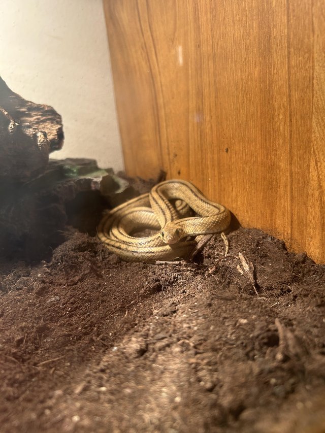 Preview of the first image of Ladder snake juvenile 3 years old.