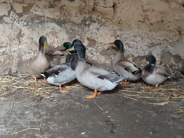 Preview of the first image of Free - 5 Khaki Campbell Mallard mix drakes.