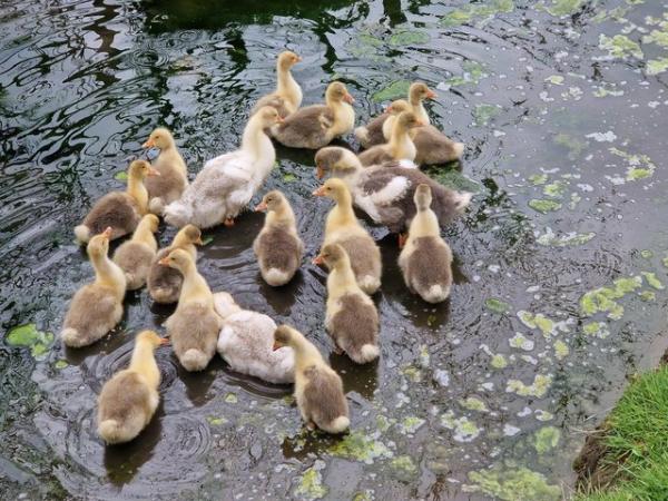 Image 3 of Rare breed West of England goslings.....